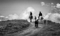 277 - CARAVAN SHEEPFOLD - ROIBU GRIGORE - romania